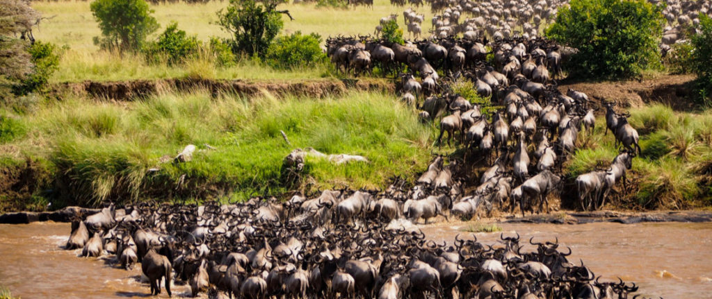 Hundreds of wildebeasts migrating across grass and a river