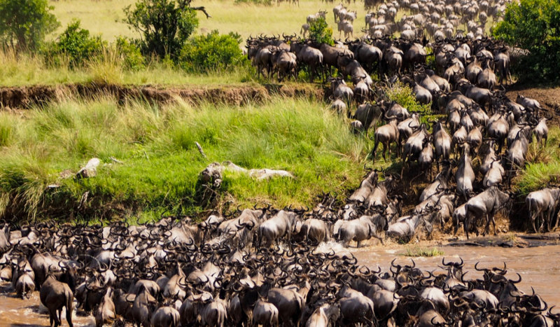 Hundreds of wildebeasts migrating 