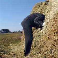 Image of a man sticking his head into a haystack.